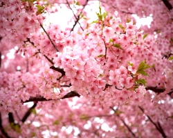 spring1